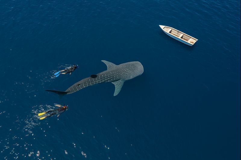 Ethical Whale Watching Guidelines